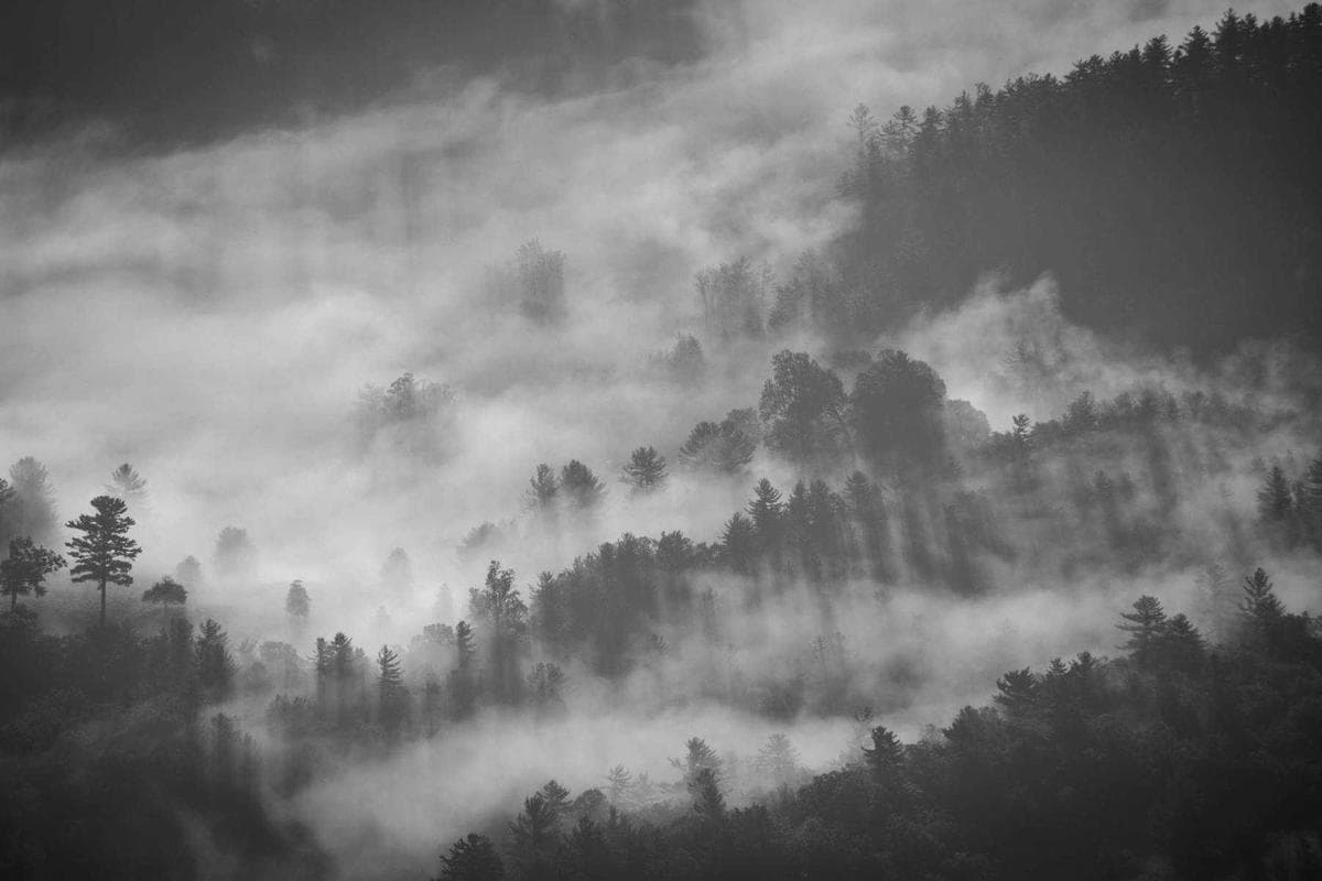 Summer Yoga in the Park